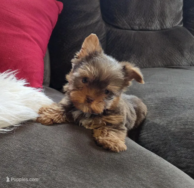Cody – Yorkshire Terrier puppy for sale in Crawfordsville, IN