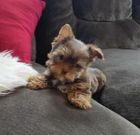 Cody, a male Yorkshire Terrier for sale in Crawfordsville, IN – Photo 1 of 10