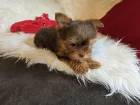 Cody, a male Yorkshire Terrier for sale in Crawfordsville, IN – Photo 6 of 10