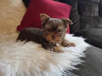 Cody, a male Yorkshire Terrier for sale in Crawfordsville, IN – Photo 10 of 10