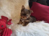 Cody, a male Yorkshire Terrier for sale in Crawfordsville, IN – Photo 8 of 10
