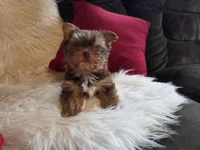 Cody, a male Yorkshire Terrier for sale in Crawfordsville, IN – Photo 9 of 10