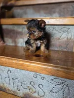 Ditto CKC 4.5lb, a female Yorkshire Terrier for sale in Crawfordsville, IN – Photo 7 of 8
