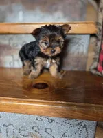 Ditto CKC 4.5lb, a female Yorkshire Terrier for sale in Crawfordsville, IN – Photo 4 of 8