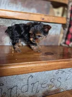 Ditto CKC 4.5lb, a female Yorkshire Terrier for sale in Crawfordsville, IN – Photo 8 of 8