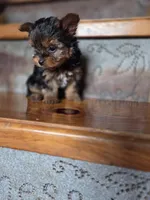 Ditto CKC 4.5lb, a female Yorkshire Terrier for sale in Crawfordsville, IN – Photo 6 of 8