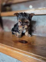 Ditto CKC 4.5lb, a female Yorkshire Terrier for sale in Crawfordsville, IN – Photo 5 of 8