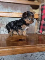 Ditto CKC 4.5lb, a female Yorkshire Terrier for sale in Crawfordsville, IN – Photo 2 of 8