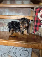 Ditto CKC 4.5lb, a female Yorkshire Terrier for sale in Crawfordsville, IN – Photo 3 of 8