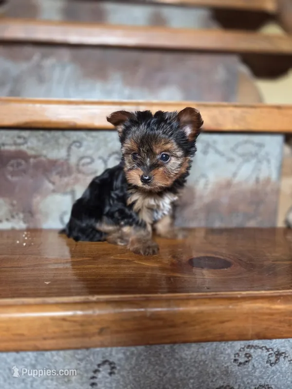 Ditto CKC 4.5lb – Yorkshire Terrier puppy for sale in Crawfordsville, IN
