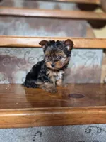 Ditto CKC 4.5lb, a female Yorkshire Terrier for sale in Crawfordsville, IN – Photo 1 of 8