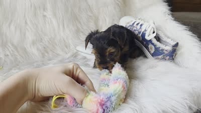 Chanel, a female Yorkshire Terrier for sale in Crawfordsville, IN – 4 of 5