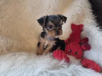 Tyke, a female Yorkshire Terrier for sale in Crawfordsville, IN – 7 of 10