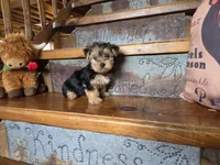 Sadie, a female Yorkshire Terrier for sale in Crawfordsville, IN – Photo 4 of 10