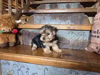 Sadie, a female Yorkshire Terrier for sale in Crawfordsville, IN – Photo 2 of 10