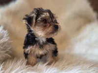 Sadie, a female Yorkshire Terrier for sale in Crawfordsville, IN – Photo 8 of 10