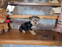 Sadie, a female Yorkshire Terrier for sale in Crawfordsville, IN – Photo 3 of 10
