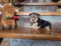 Sadie, a female Yorkshire Terrier for sale in Crawfordsville, IN – Photo 5 of 10