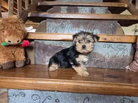 Sadie, a female Yorkshire Terrier for sale in Crawfordsville, IN – Photo 6 of 10