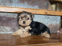 Sadie, a female Yorkshire Terrier for sale in Crawfordsville, IN – Photo 10 of 10