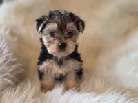 Sadie, a female Yorkshire Terrier for sale in Crawfordsville, IN – Photo 7 of 10