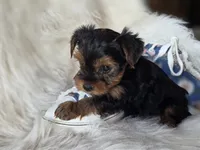 Cherish, a female Yorkshire Terrier for sale in Crawfordsville, IN – 2 of 6