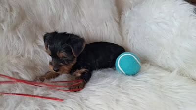 Chase, a male Yorkshire Terrier for sale in Crawfordsville, IN – 6 of 6