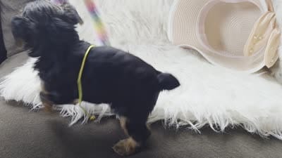 Cheyenne , a female Yorkshire Terrier for sale in Crawfordsville, IN – 7 of 7
