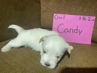 Candy, a female Maltese and Yorkshire Terrier for sale in Rockville, IN – Photo 5 of 9