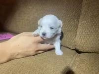 Candy, a female Maltese and Yorkshire Terrier for sale in Rockville, IN – Photo 7 of 9