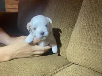 Candy, a female Maltese and Yorkshire Terrier for sale in Rockville, IN – Photo 9 of 9