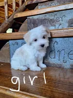 Candy, a female Maltese and Yorkshire Terrier for sale in Rockville, IN – Photo 1 of 9