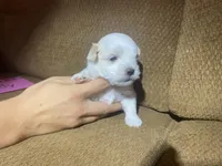 Candy, a female Maltese and Yorkshire Terrier for sale in Rockville, IN – Photo 8 of 9