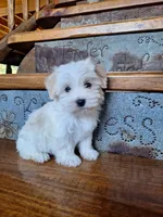 Candy, a female Maltese and Yorkshire Terrier for sale in Rockville, IN – Photo 6 of 9