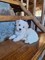 Candy, a female Maltese and Yorkshire Terrier for sale in Rockville, IN – Photo 4 of 9