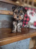 Muffin CKC 5lb, a female Yorkshire Terrier for sale in Crawfordsville, IN – Photo 6 of 9