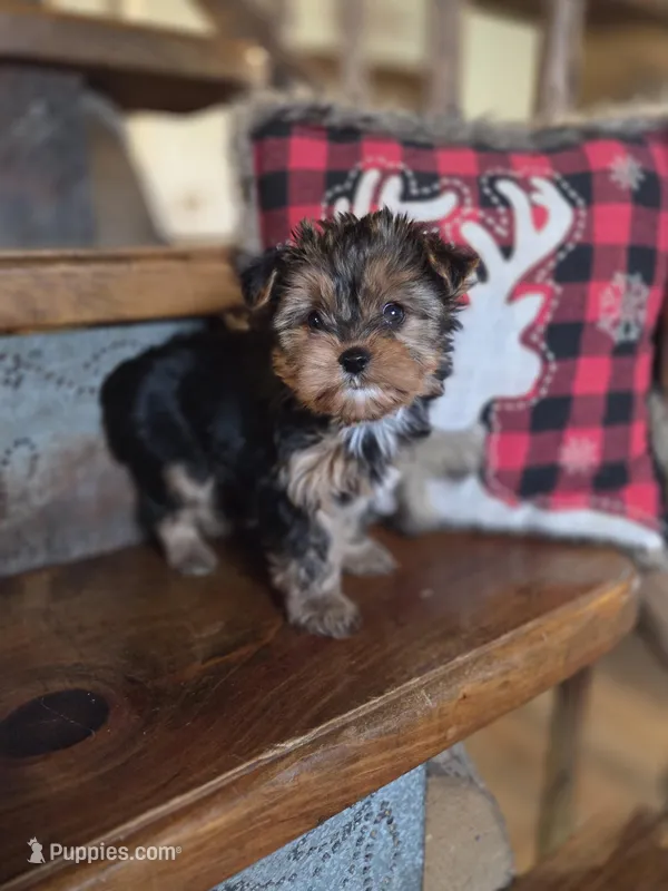 Muffin CKC 5lb – Yorkshire Terrier puppy for sale in Crawfordsville, IN