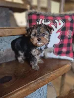 Muffin CKC 5lb, a female Yorkshire Terrier for sale in Crawfordsville, IN – Photo 1 of 9