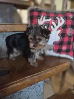 Muffin CKC 5lb, a female Yorkshire Terrier for sale in Crawfordsville, IN – Photo 5 of 9