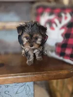 Muffin CKC 5lb, a female Yorkshire Terrier for sale in Crawfordsville, IN – Photo 7 of 9