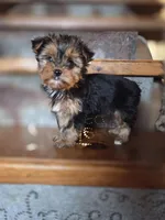 Muffin CKC 5lb, a female Yorkshire Terrier for sale in Crawfordsville, IN – Photo 3 of 9