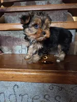 Muffin CKC 5lb, a female Yorkshire Terrier for sale in Crawfordsville, IN – Photo 2 of 9