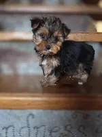 Muffin CKC 5lb, a female Yorkshire Terrier for sale in Crawfordsville, IN – Photo 4 of 9