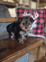 Muffin CKC 5lb, a female Yorkshire Terrier for sale in Crawfordsville, IN – Photo 8 of 9