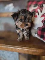 Muffin CKC 5lb, a female Yorkshire Terrier for sale in Crawfordsville, IN – Photo 9 of 9