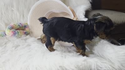 Cheyenne , a female Yorkshire Terrier for sale in Crawfordsville, IN – 5 of 7