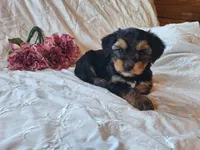 Tilly, a female Yorkshire Terrier for sale in Crawfordsville, IN – 1 of 8