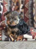 processed/e4d184b8-e2af-4cb5-9f54-82b558f2656f/listing/36918142-db45-48f0-8115-62ebd422332a/8bb535f3-9b80-461a-a985-dd082c5eadab