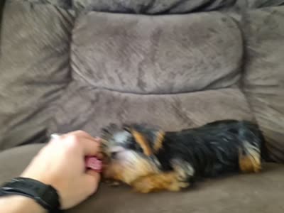 Bambi, a female Yorkshire Terrier for sale in Crawfordsville, IN – 6 of 6