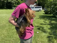 Blue, a female Yorkshire Terrier for sale in Rockville, IN – Photo 5 of 6